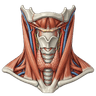 Neck thumbnail
